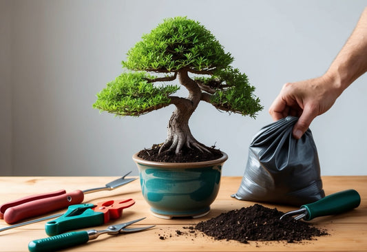 Alles over het planten van een Bonsai: Een eenvoudige gids voor beginners