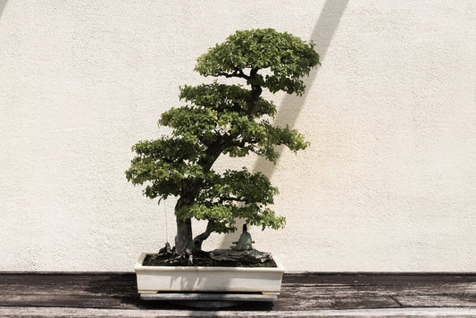 Bonsai kweken voor beginners