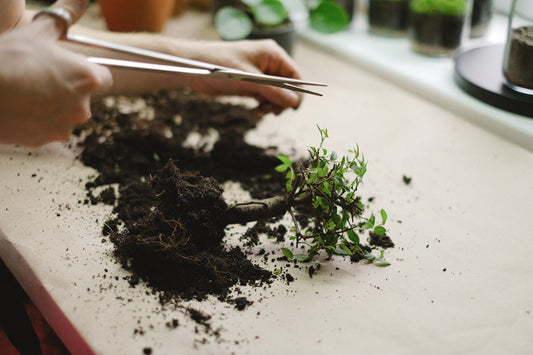 Hoe snoei je een bonsai boompje?
