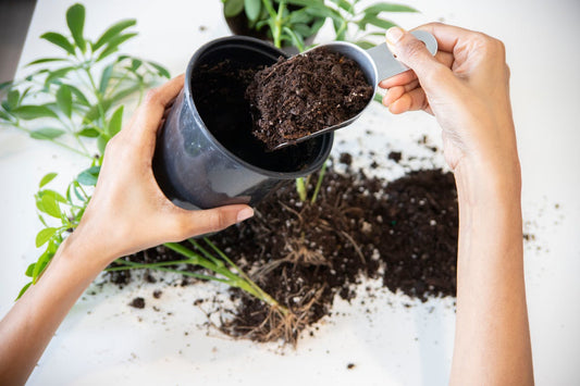 Hoe verzorg je een bonsai boompje?