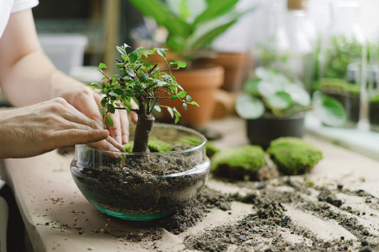 bonsai boompje bladeren vallen uit