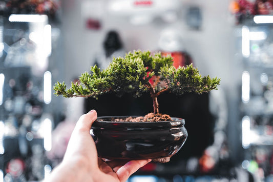 bonsai boompje verpotten 