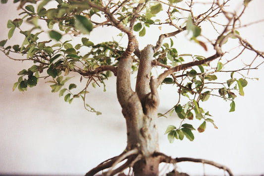 bonsai zaadjes ontkiemen