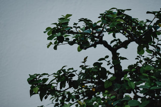 Hoe lang duurt bonsai kweken