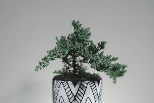 hoeveel water heeft een bonsai boompje nodig 