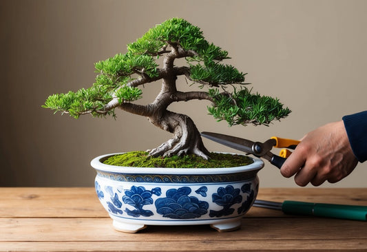 Hoe kweek je een Bonsai in een pot? Een eenvoudige gids voor beginners