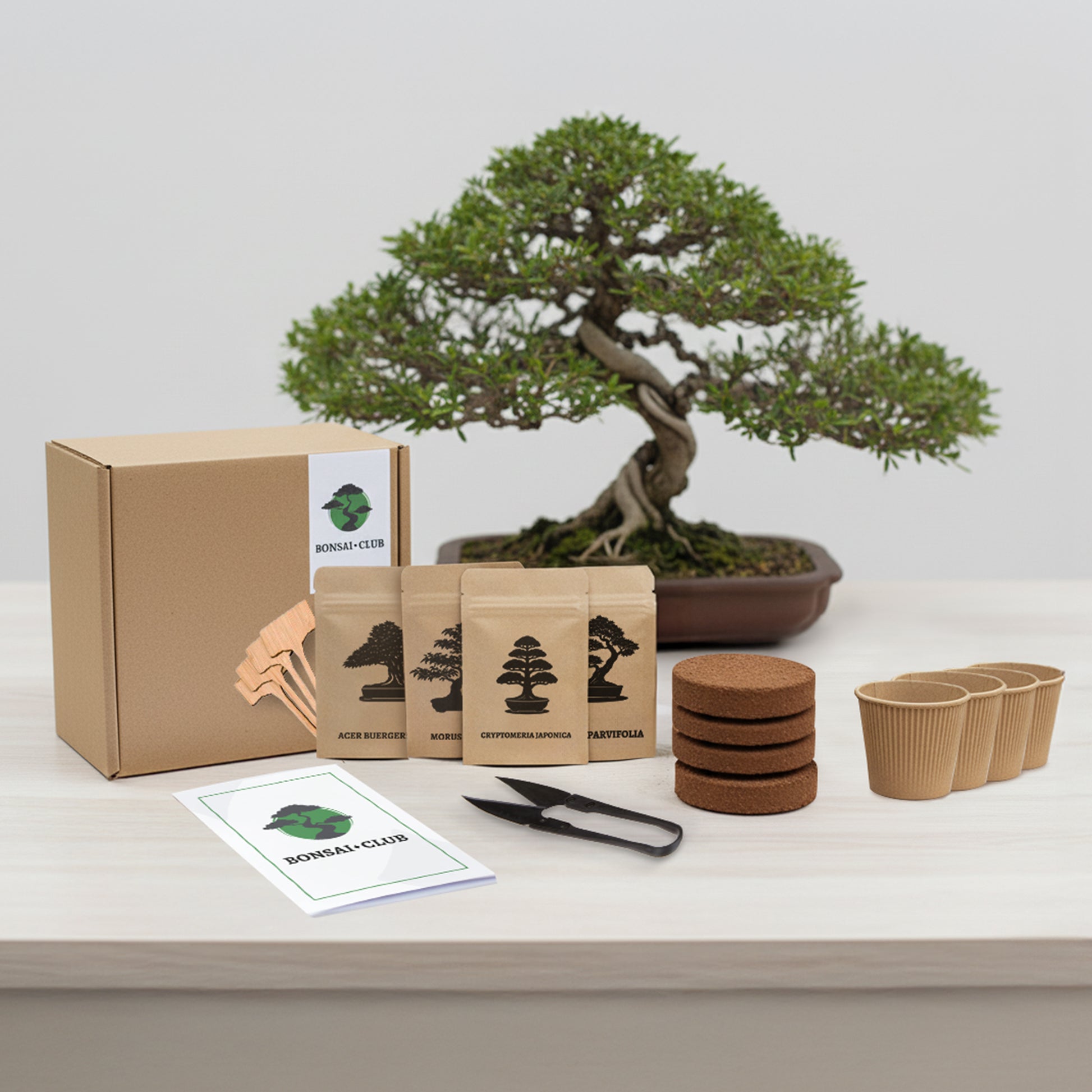 Bonsai Club Starter Kit